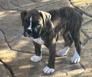Medium Boxer