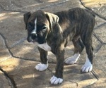 Puppy 1 Boxer