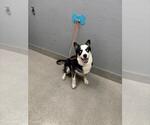 Small Siberian Husky Mix