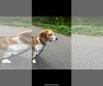 Small #1 Beagle