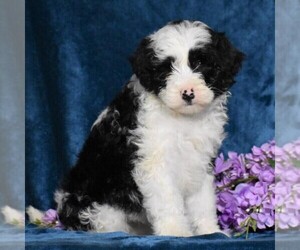 Medium Old English Sheepdog-Poodle (Miniature) Mix