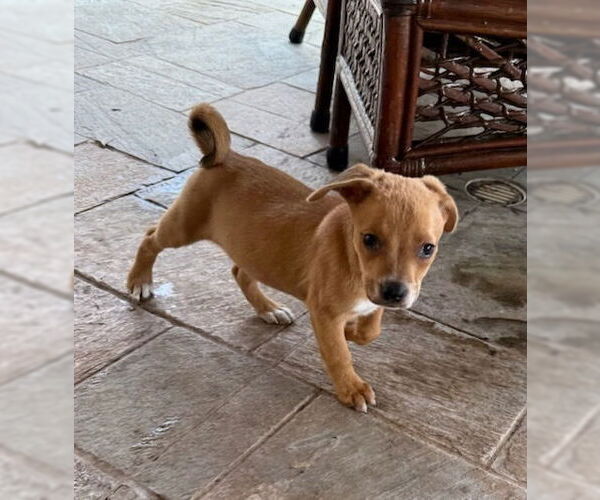 Medium Photo #4 Labrador Retriever-Unknown Mix Puppy For Sale in Lakewood, CO, USA