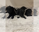 Small Photo #7 Schnoodle (Miniature) Puppy For Sale in REDDING, CA, USA