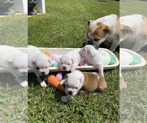 English Bulldog Puppy for sale in MARION, SC, USA