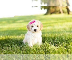 Goldendoodle-Poodle (Miniature) Mix Puppy for sale in SHIPSHEWANA, IN, USA