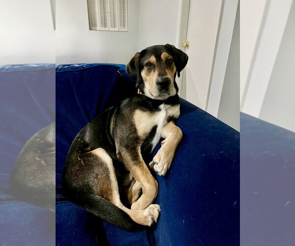 Medium Photo #20 American Foxhound-Unknown Mix Puppy For Sale in Brewster, NY, USA