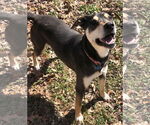 Small #8 Rottweiler Mix