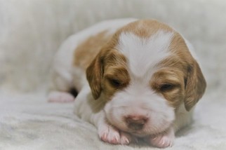 Brittany Puppy for sale in WATKINSVILLE, GA, USA