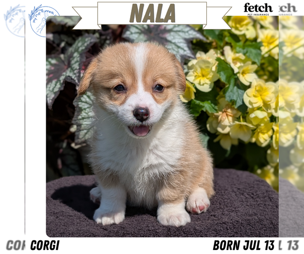 Medium Photo #1 Pembroke Welsh Corgi Puppy For Sale in GOSHEN, IN, USA