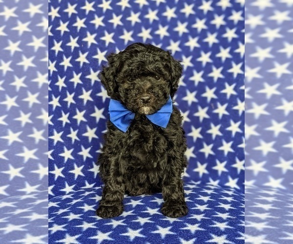 Medium Photo #3 Poodle (Miniature) Puppy For Sale in KIRKWOOD, PA, USA