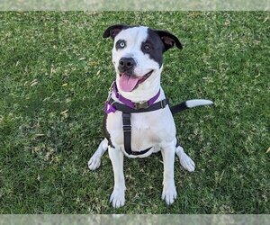 Pointer-Siberian Husky Mix Dogs for adoption in San Clemente, CA, USA