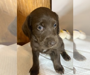 Labradoodle Puppy for sale in DEEPWATER, MO, USA