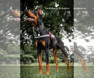 Father of the Doberman Pinscher puppies born on 07/25/2022