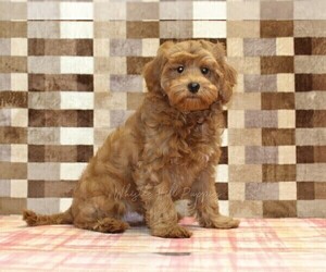 Cavapoo (Miniature) Puppy for sale in DENVER, PA, USA