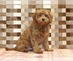 Small Cavapoo (Miniature)