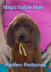 Redbone Coonhound Puppy for sale in WALDRON, AR, USA