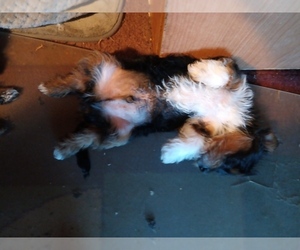 Yorkshire Terrier Puppy for sale in ALVARADO, TX, USA