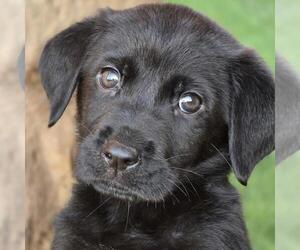 Labrador Retriever-Unknown Mix Dogs for adoption in San Diego, CA, USA