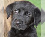 Small Labrador Retriever Mix