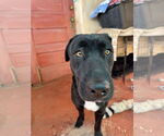 Small #8 Labrador Retriever Mix