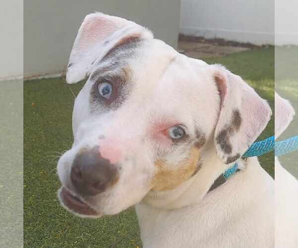 Medium Photo #20 Jack Russell Terrier-Unknown Mix Puppy For Sale in Pompano Beach , FL, USA