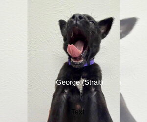 Mutt Dogs for adoption in Imlay City, MI, USA