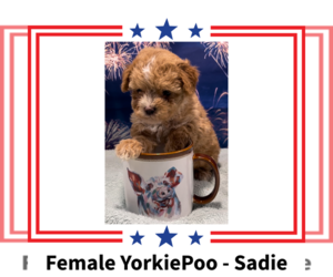 Poodle (Toy)-Yorkshire Terrier Mix Puppy for sale in AZLE, TX, USA