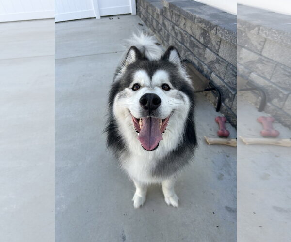 Medium Photo #3 Alaskan Malamute Puppy For Sale in Lancaster, PA, USA