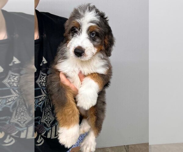 Medium Photo #3 Bernese Mountain Dog-Unknown Mix Puppy For Sale in New York, NY, USA