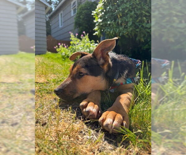 Medium Photo #2 Mutt Puppy For Sale in Bellevue, WA, USA