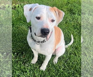 Mutt Dogs for adoption in Germantown, OH, USA