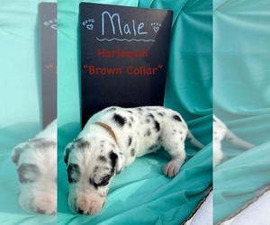 Great Dane Puppy for sale in MARSHVILLE, NC, USA
