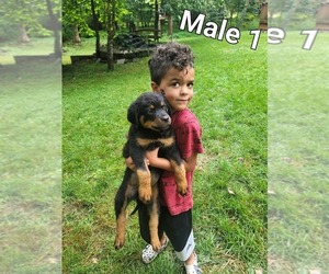 Rottweiler Puppy for Sale in MORGANTOWN, Pennsylvania USA