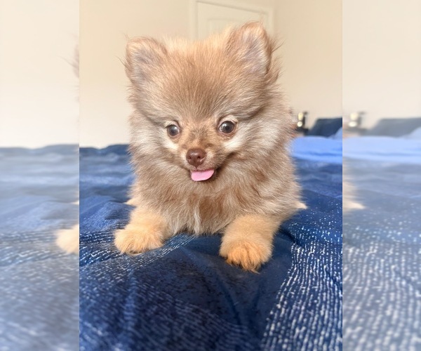 Medium Photo #10 Pomeranian Puppy For Sale in OAKWOOD, GA, USA