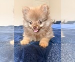 Small #9 Pomeranian
