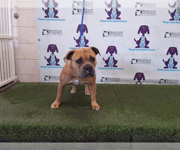 Medium Photo #1 American Bulldog Puppy For Sale in Orlando, FL, USA