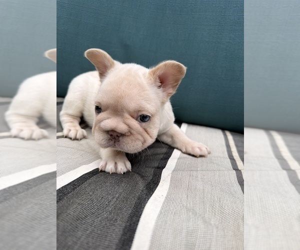 Medium Photo #3 French Bulldog Puppy For Sale in EWA BEACH, HI, USA