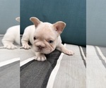 Small #2 French Bulldog