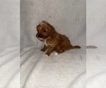 Small #3 Cavapoo (Miniature)