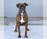 Small Photo #1 Boxer Puppy For Sale in GORDONVILLE, PA, USA