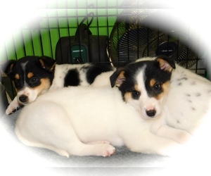 Border Collie-Unknown Mix Puppy for sale in HAMMOND, IN, USA
