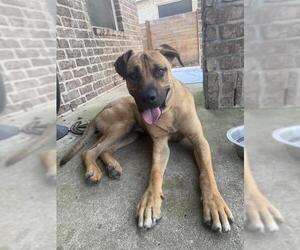 Black Mouth Cur-Unknown Mix Dogs for adoption in San Antonio, TX, USA