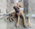 Small Black Mouth Cur Mix