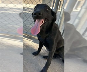 Labrador Retriever-Unknown Mix Dogs for adoption in San Diego, CA, USA