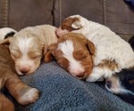 Small #14 Bernedoodle (Miniature)