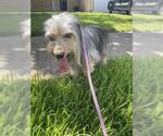 Small Mutt