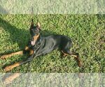 Small Photo #11 Doberman Pinscher Puppy For Sale in CORAL SPRINGS, FL, USA