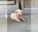 Small Photo #19 Dogo Argentino Puppy For Sale in INKSTER, MI, USA