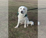 Small #2 Great Pyrenees