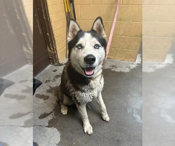 Medium Photo #1 Siberian Husky Puppy For Sale in Stockton, CA, USA